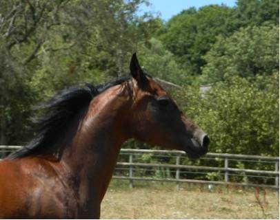 Pur-sang arabes