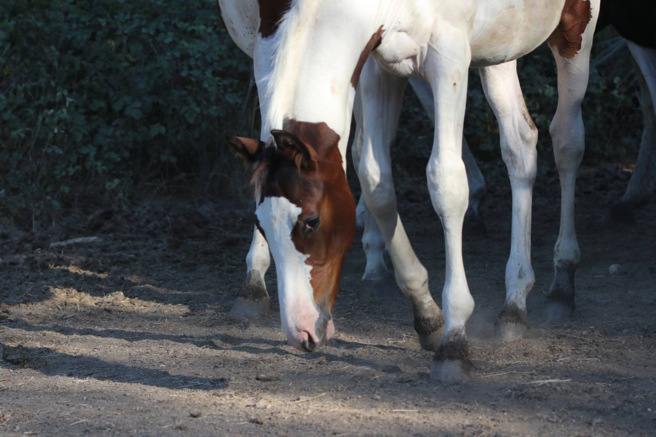 Poulain pie bai origine SF ET Z CSO CCE HUNTER