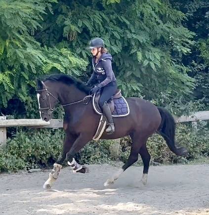 Jolie jument de 8 ans, kwpn, +-1m68