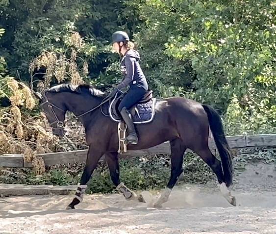 Jolie jument de 8 ans, kwpn, +-1m68
