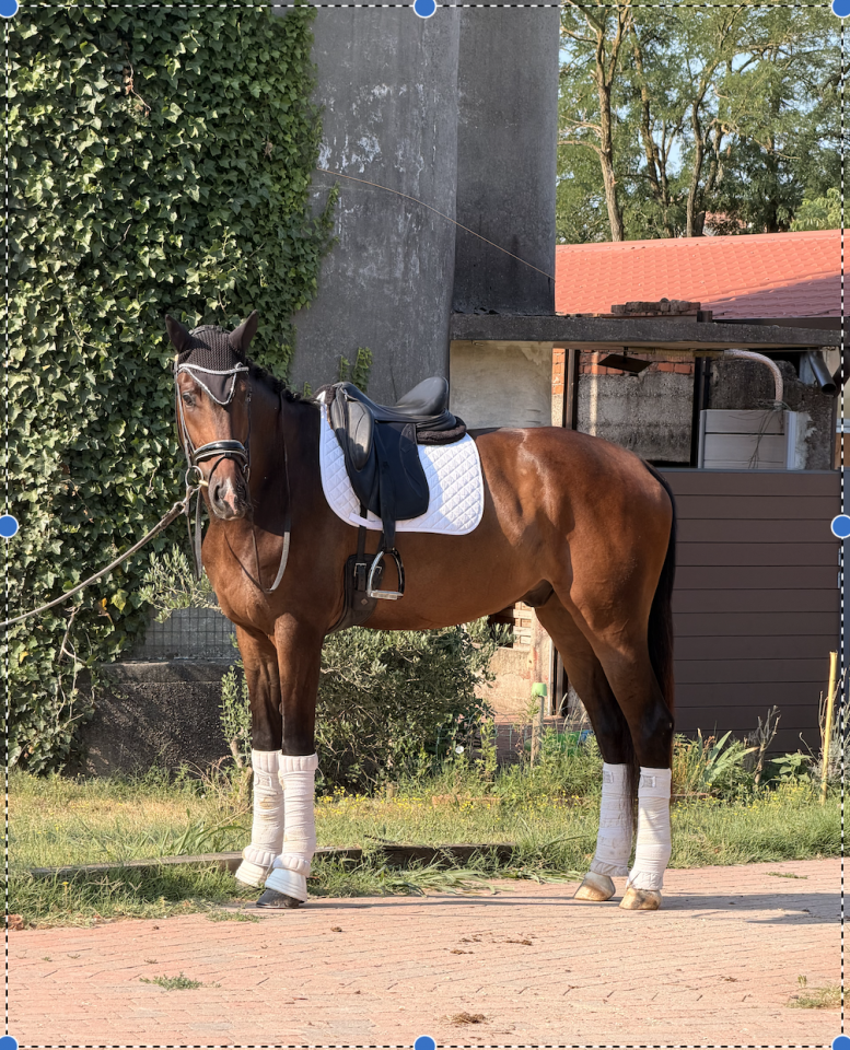 Hongre KWPN Cheval de Sport N&eacute;erlandais A vendre 2022 Blanc par Lennox US