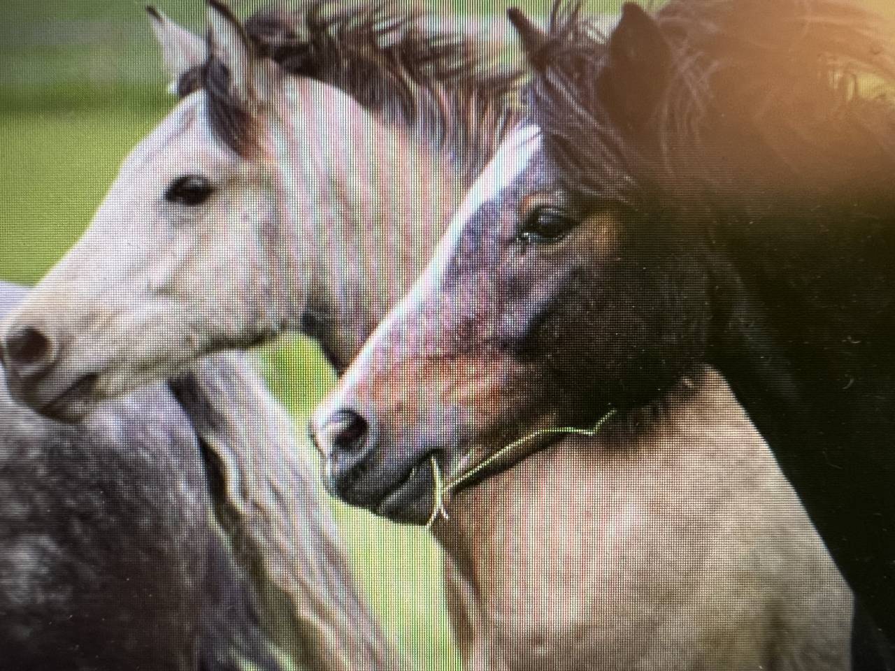 Connemara entiers de 2 et 3 ans 