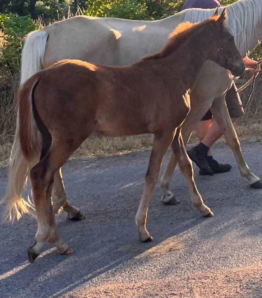Pouliche SF 2026 Papillon de l odyssee x ernest 