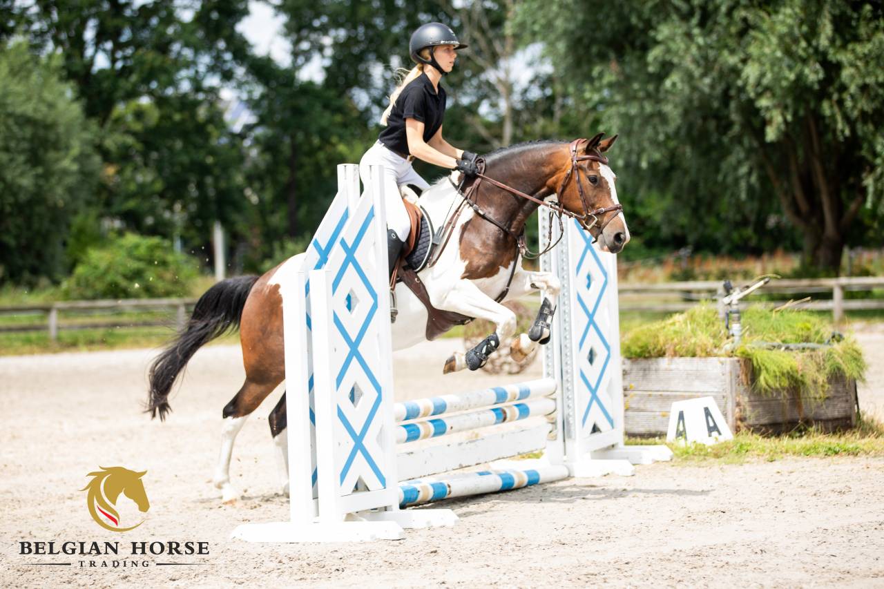 Vous cherchez le premier poney d'obstacle id&eacute;al ?