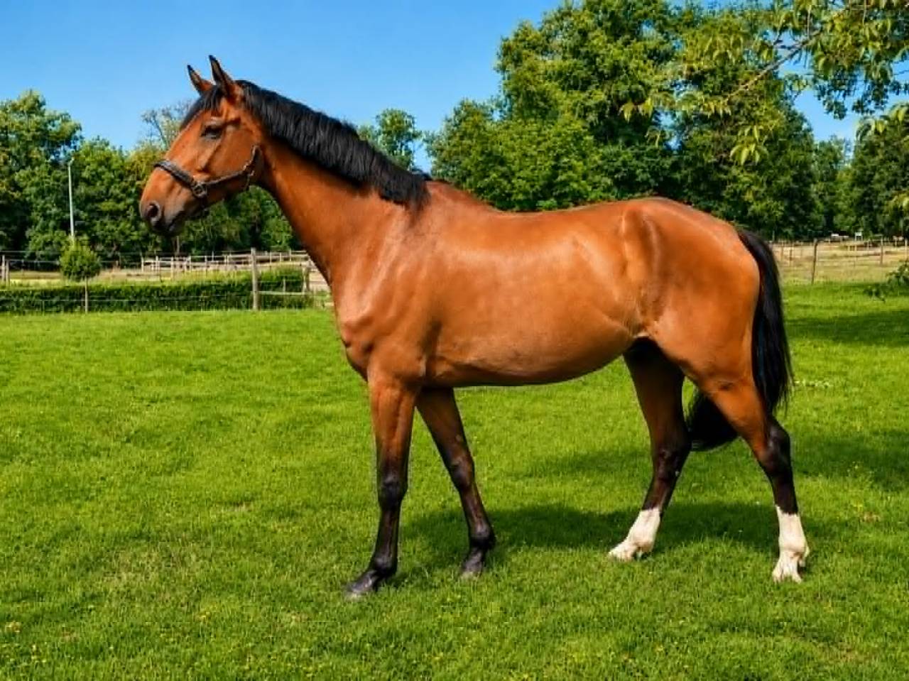 Hongre - Selle Fran&ccedil;ais - 9 ans - Dressage - France