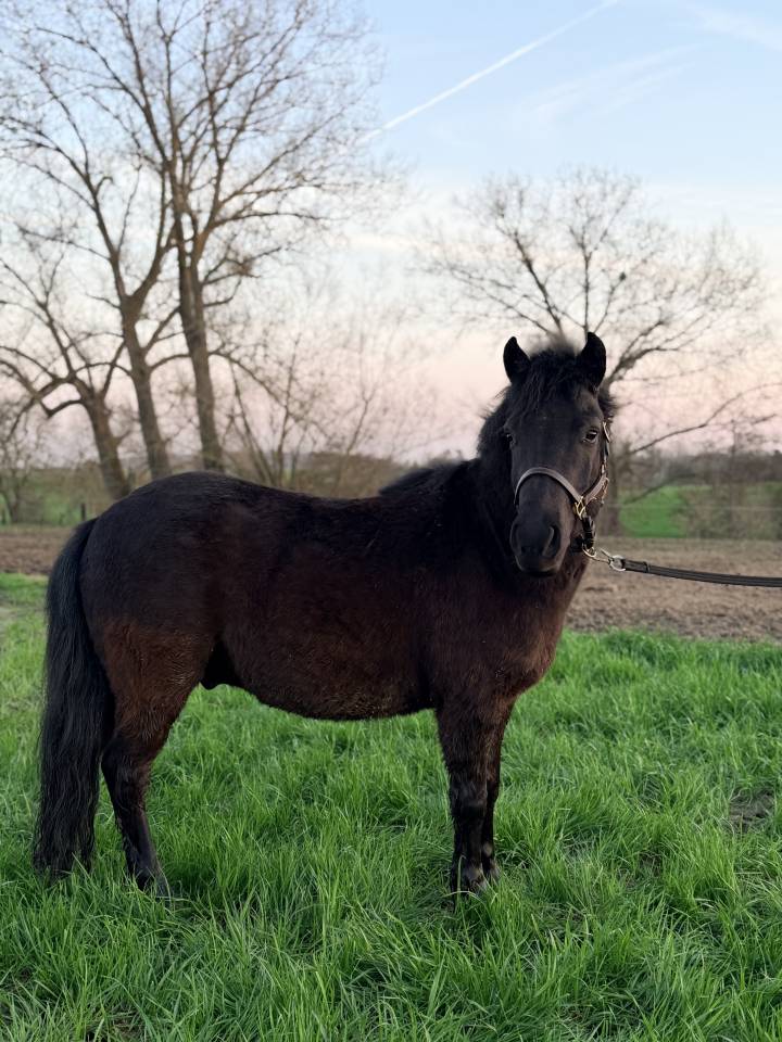 Top poney shetland