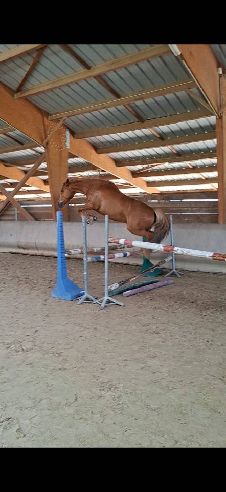 Tr&egrave;s beau poney ONC 7 ans