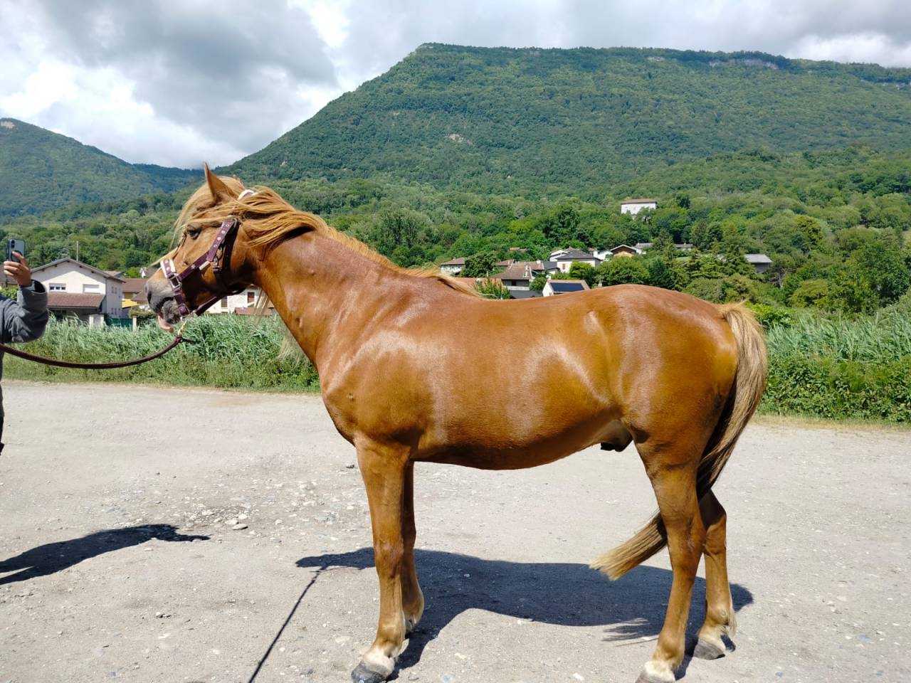 Tr&egrave;s beau poney ONC 7 ans