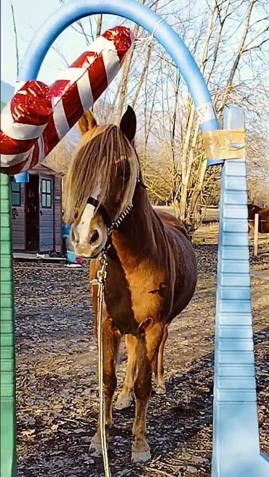 Tr&egrave;s beau poney ONC 7 ans