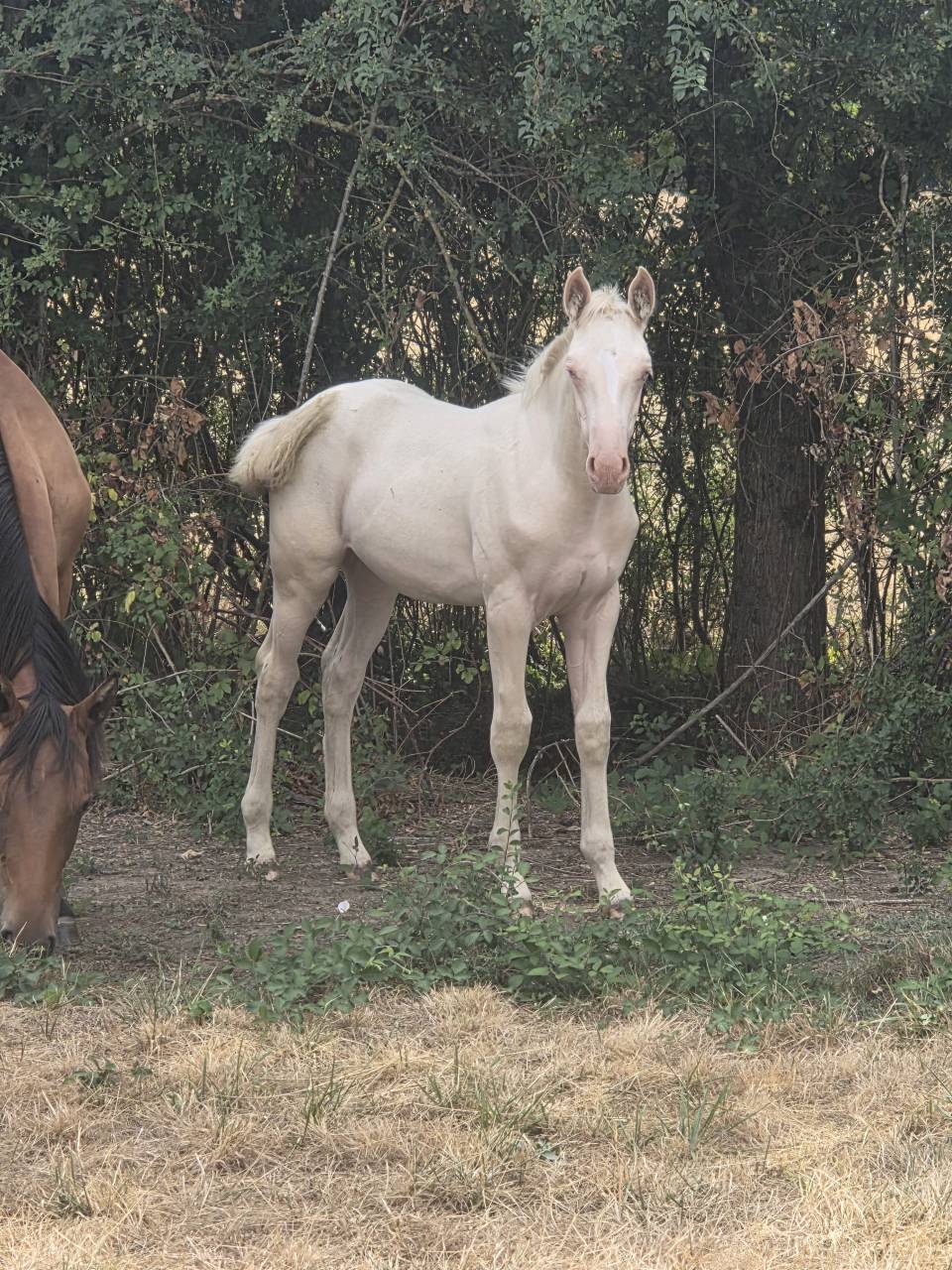 Pouliche PP Quarter horse cr&egrave;me 