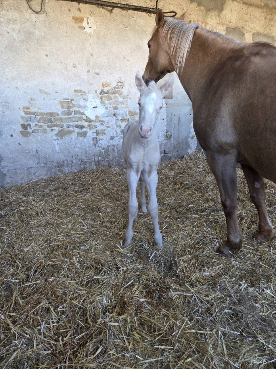 Pouliche PP Quarter horse cr&egrave;me 
