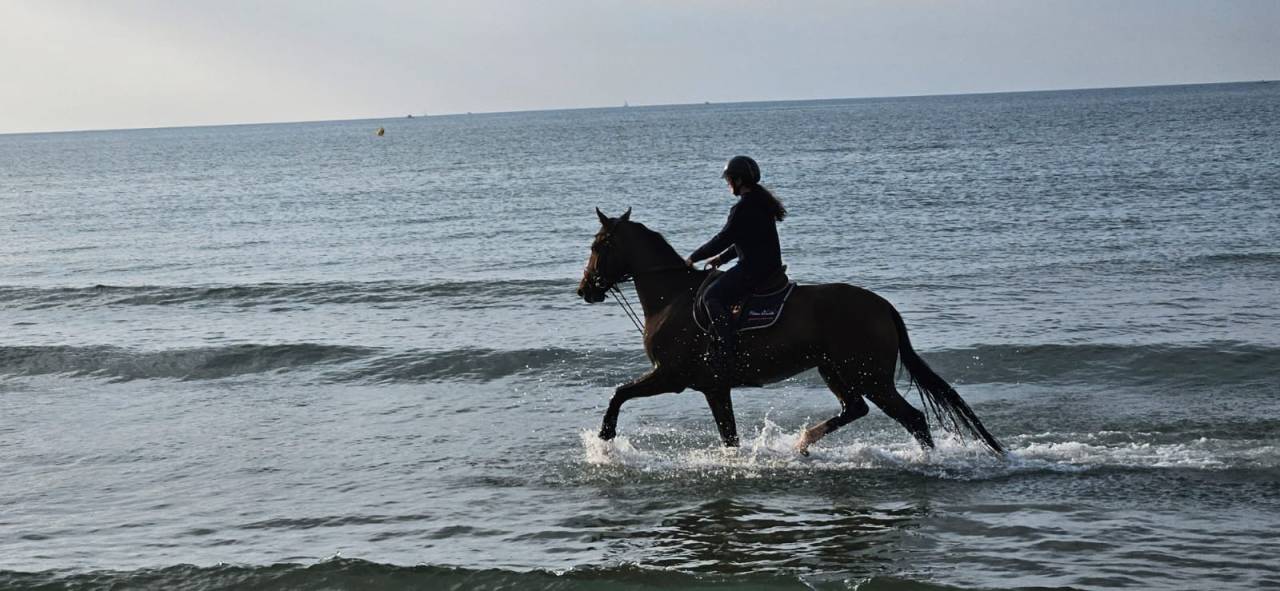 N&eacute;rite &ndash; Hongre KWPN de 8 ans Bai Brun