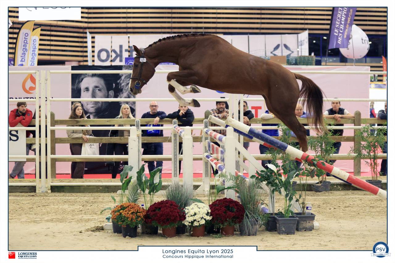 Jument 4 ans top lign&eacute;e pour connaisseur 