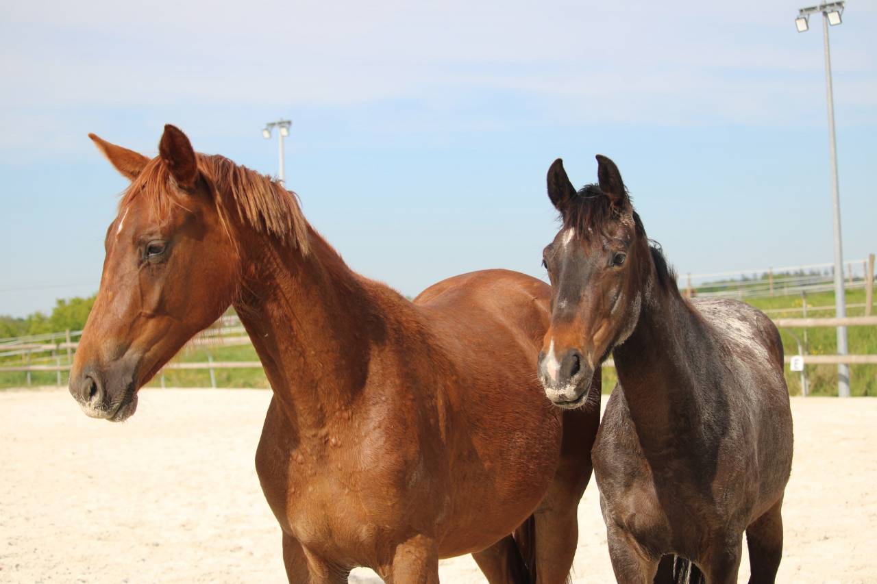 Superbe jument 2 ans dressage 