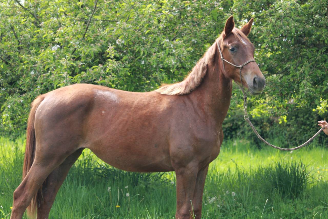 Superbe jument 2 ans dressage 