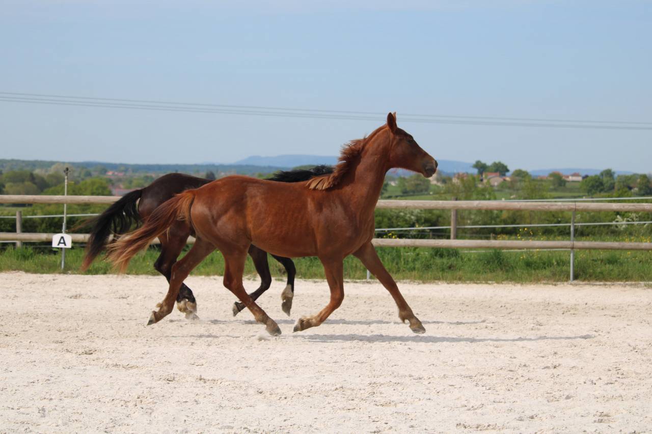 Superbe jument 2 ans dressage 