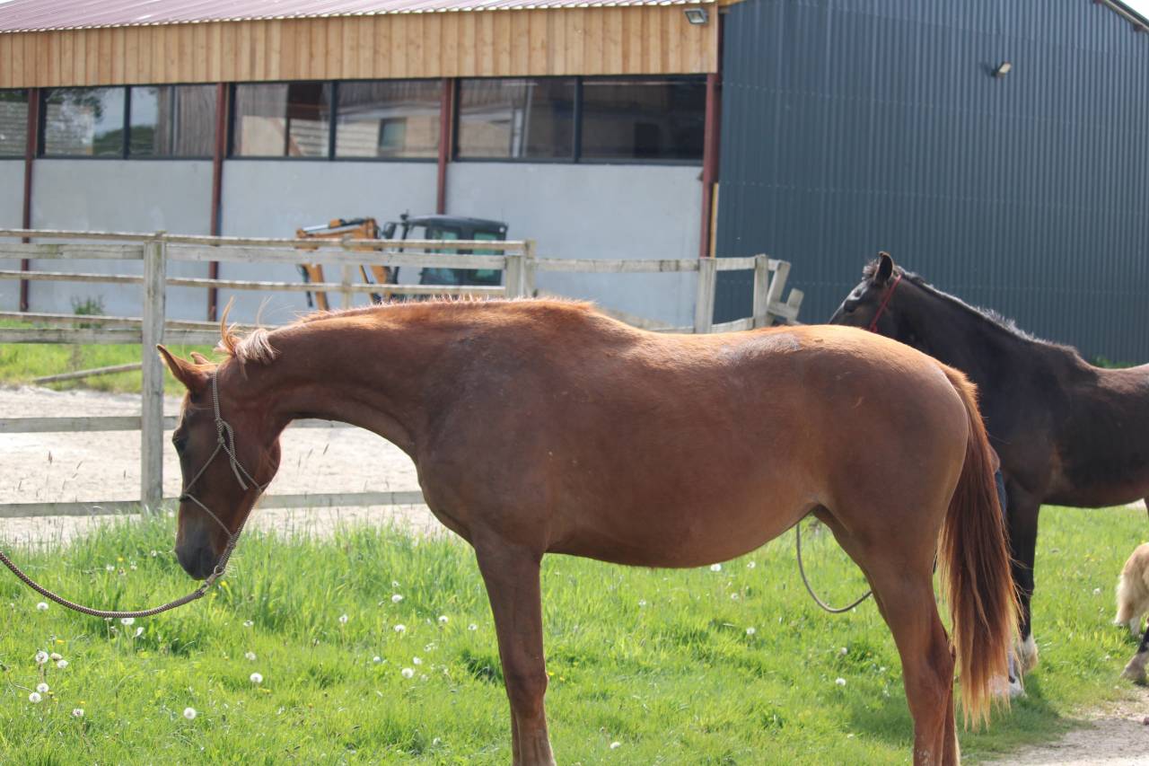 Superbe jument 2 ans dressage 