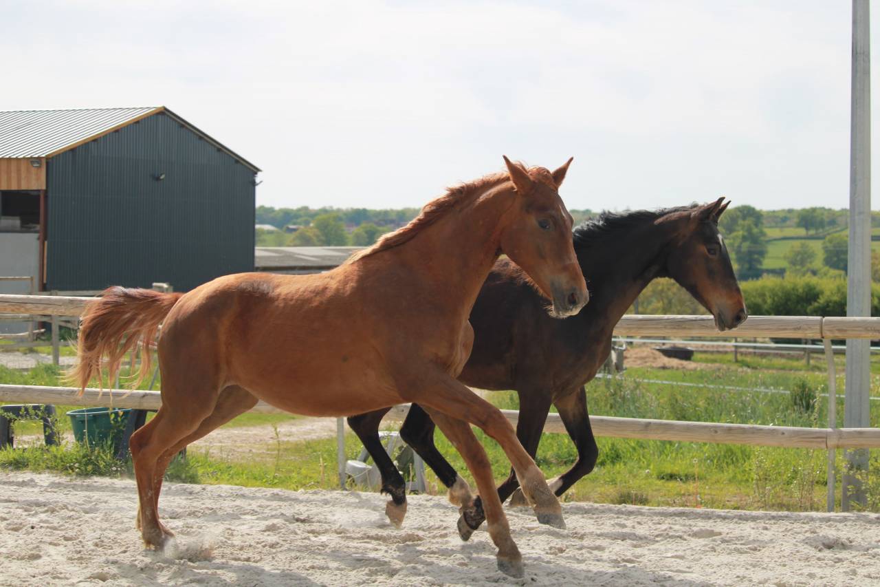 Superbe jument 2 ans dressage 