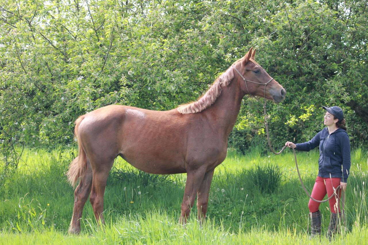Superbe jument 2 ans dressage 