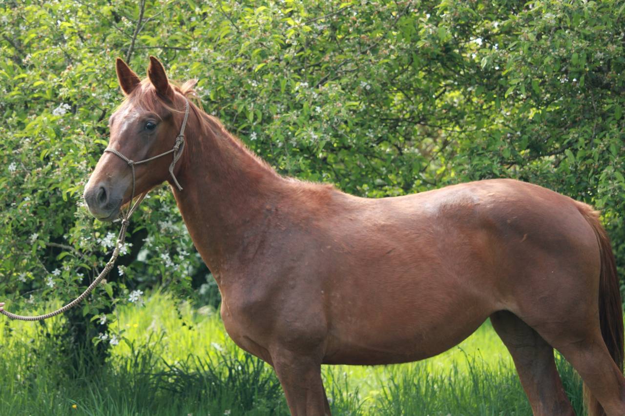 Superbe jument 2 ans dressage 