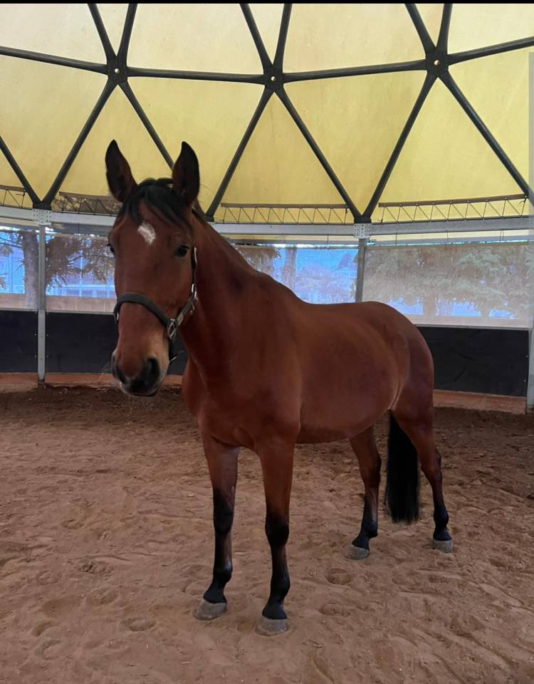 Cheval de compagnie 