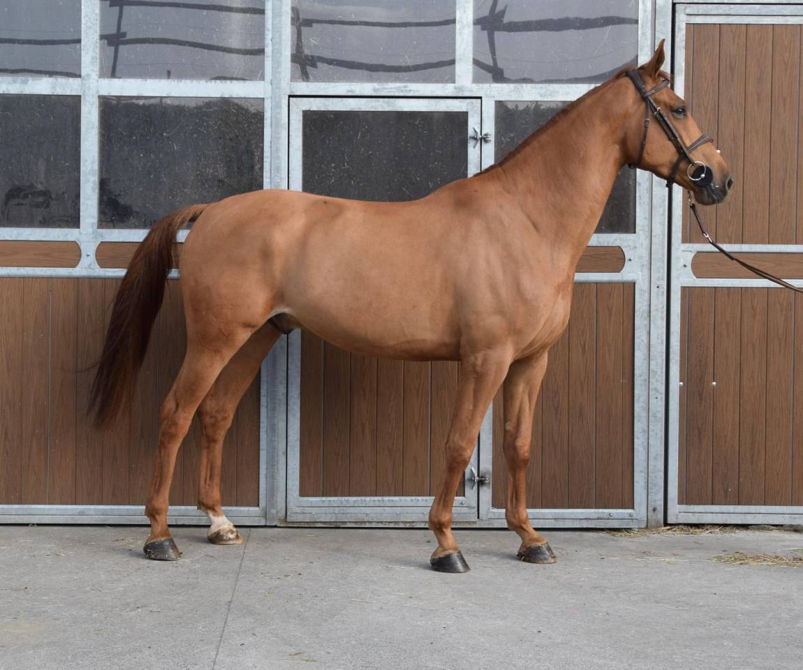 Top cheval pour aller au concours directement 