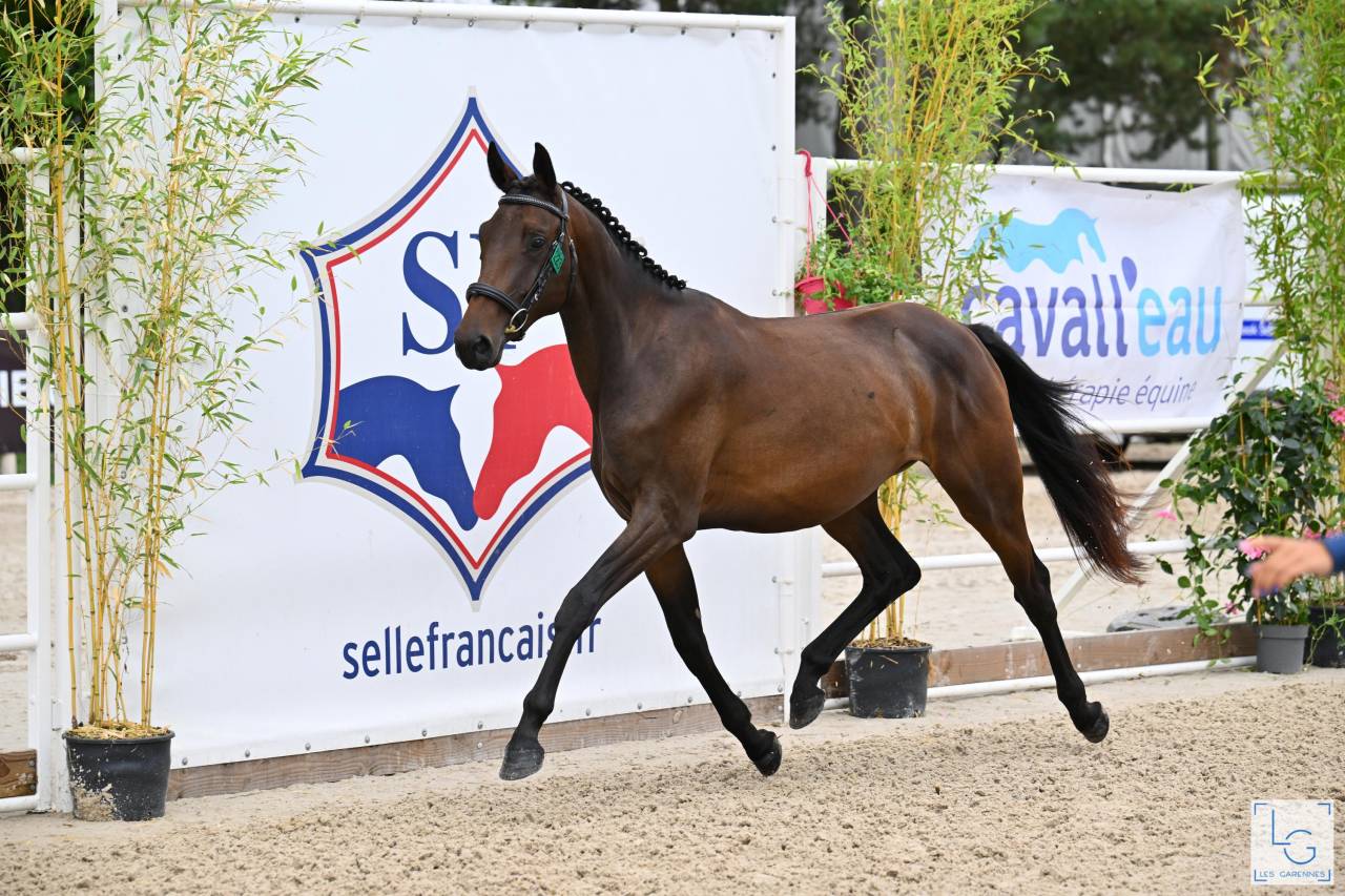 Jument Selle Fran&ccedil;ais de 3 ans 