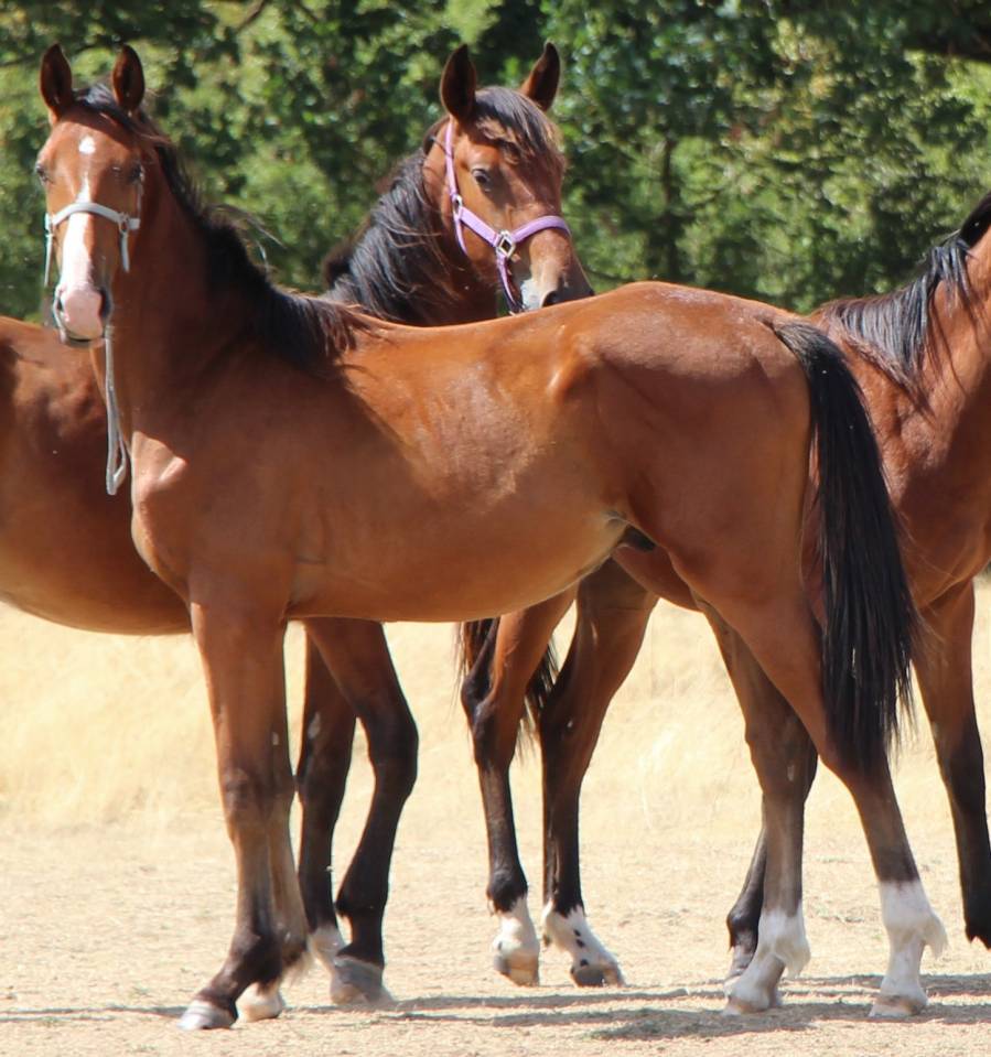 Poulain 2025 Itoki de riverland x cor de hus