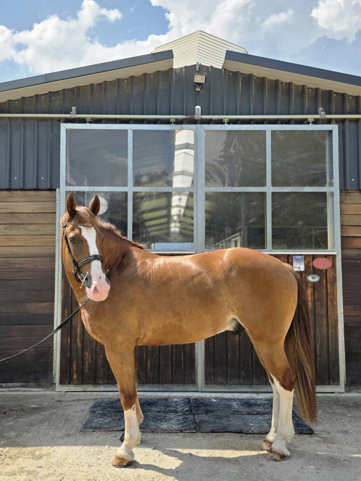 Magnifique hongre 5 ans