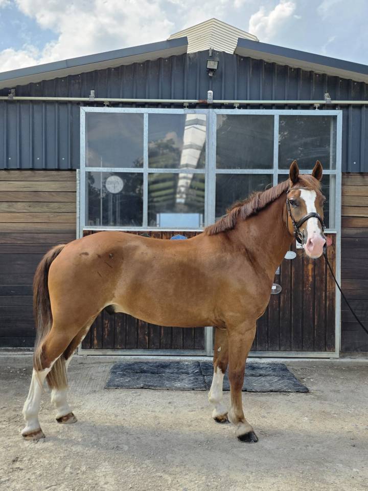 Magnifique hongre 5 ans