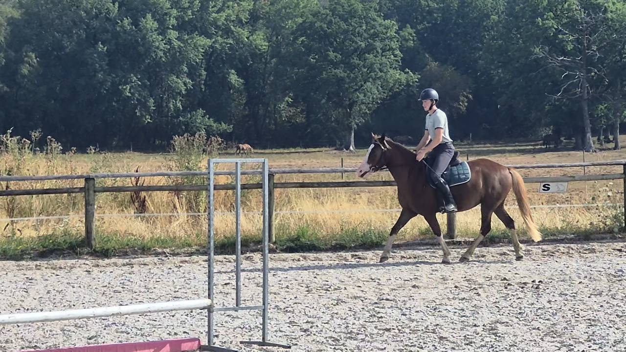 Ponette C top mental, bonnes origines