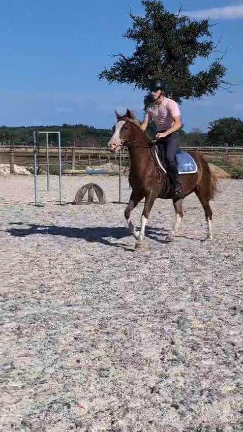 Ponette C top mental, bonnes origines