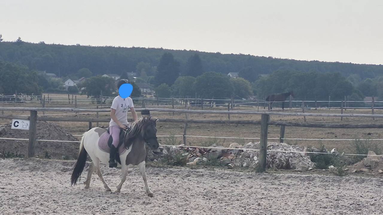 PONETTE SHETLAND 109CM - 3 ans - d&eacute;bourr&eacute;e 