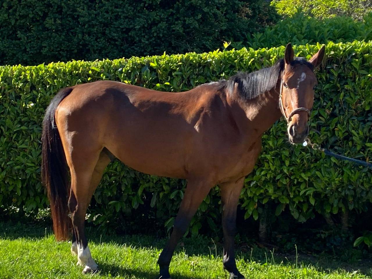 Cheval hongre demi-sang 5 ans