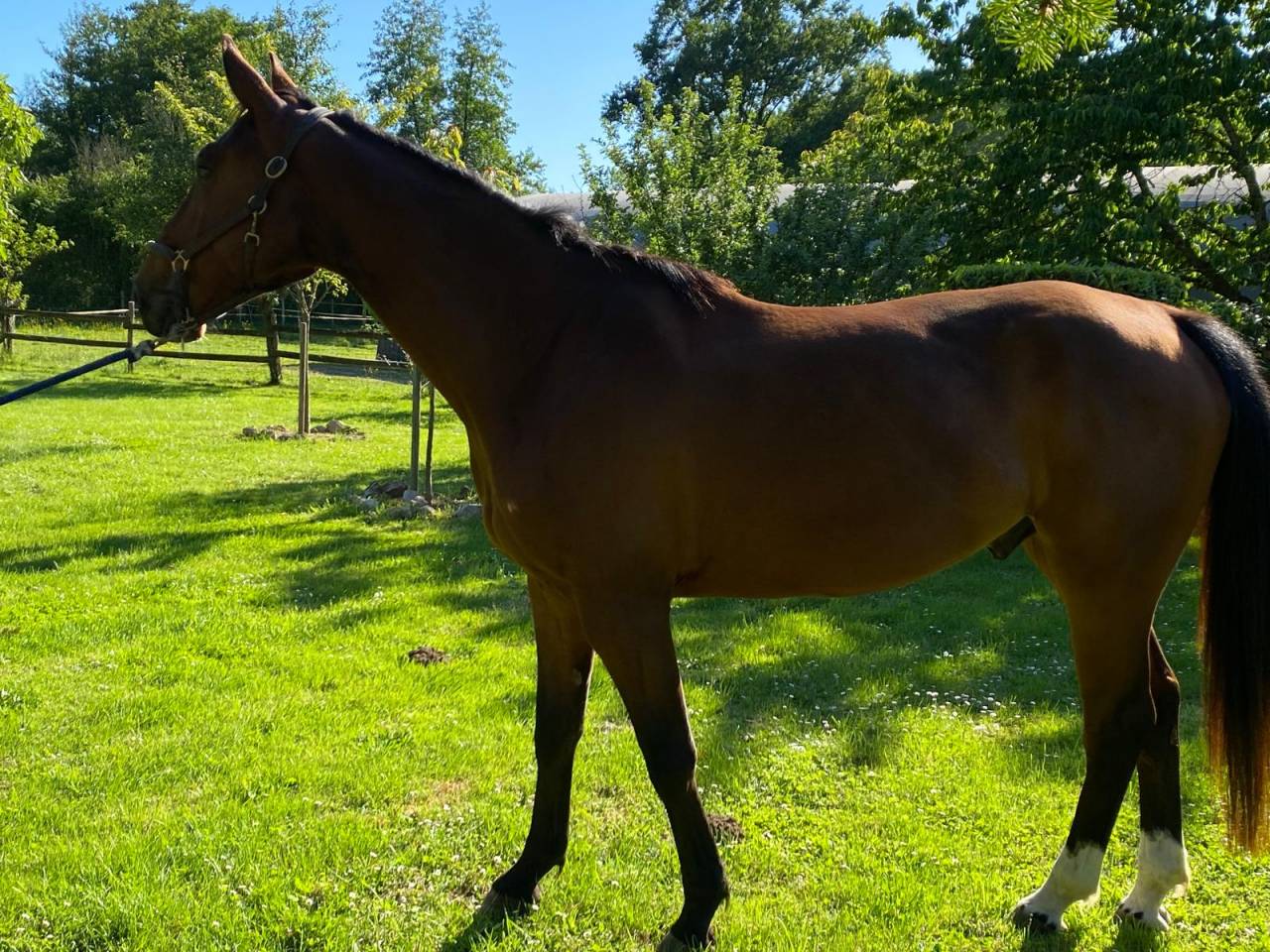 Cheval hongre demi-sang 5 ans
