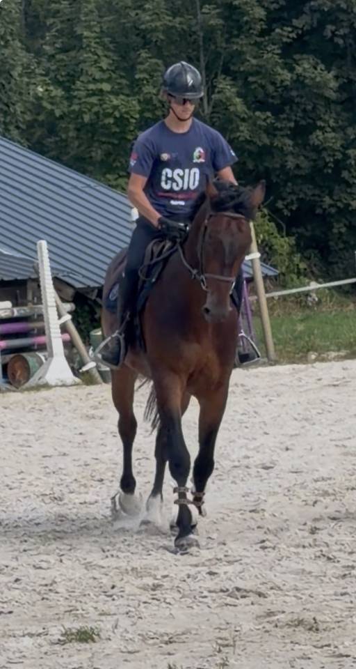 &Agrave; vendre jeune cheval 