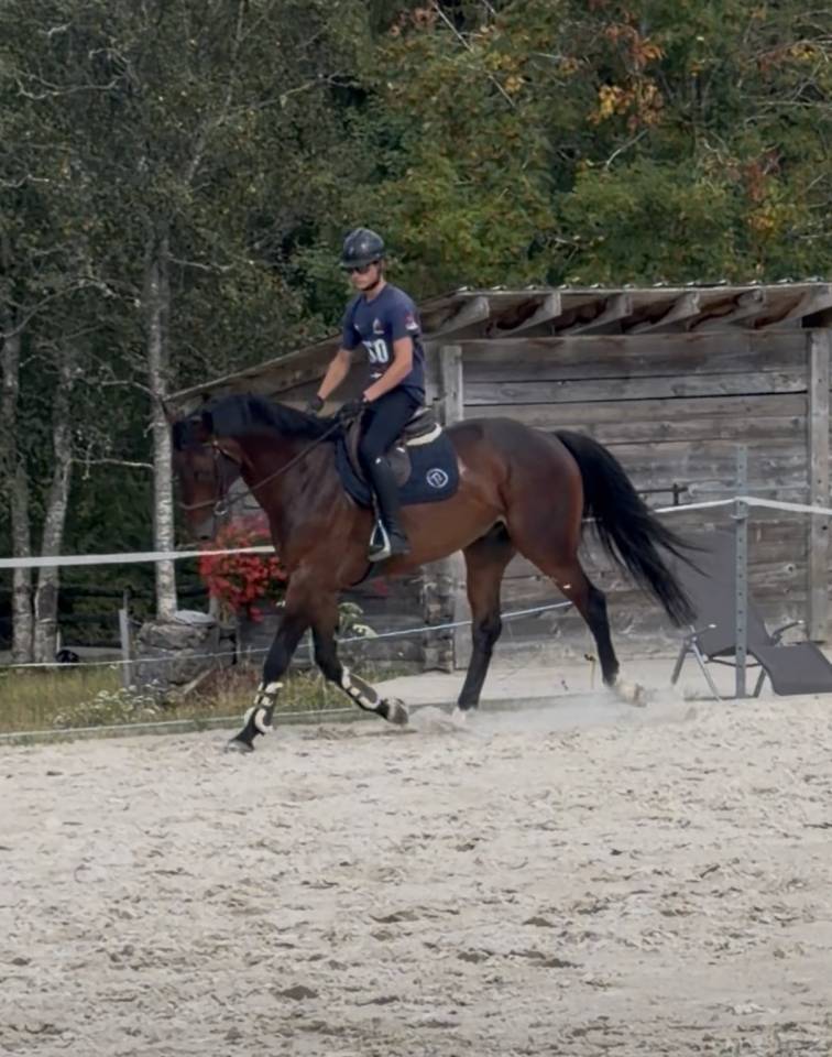 &Agrave; vendre jeune cheval 