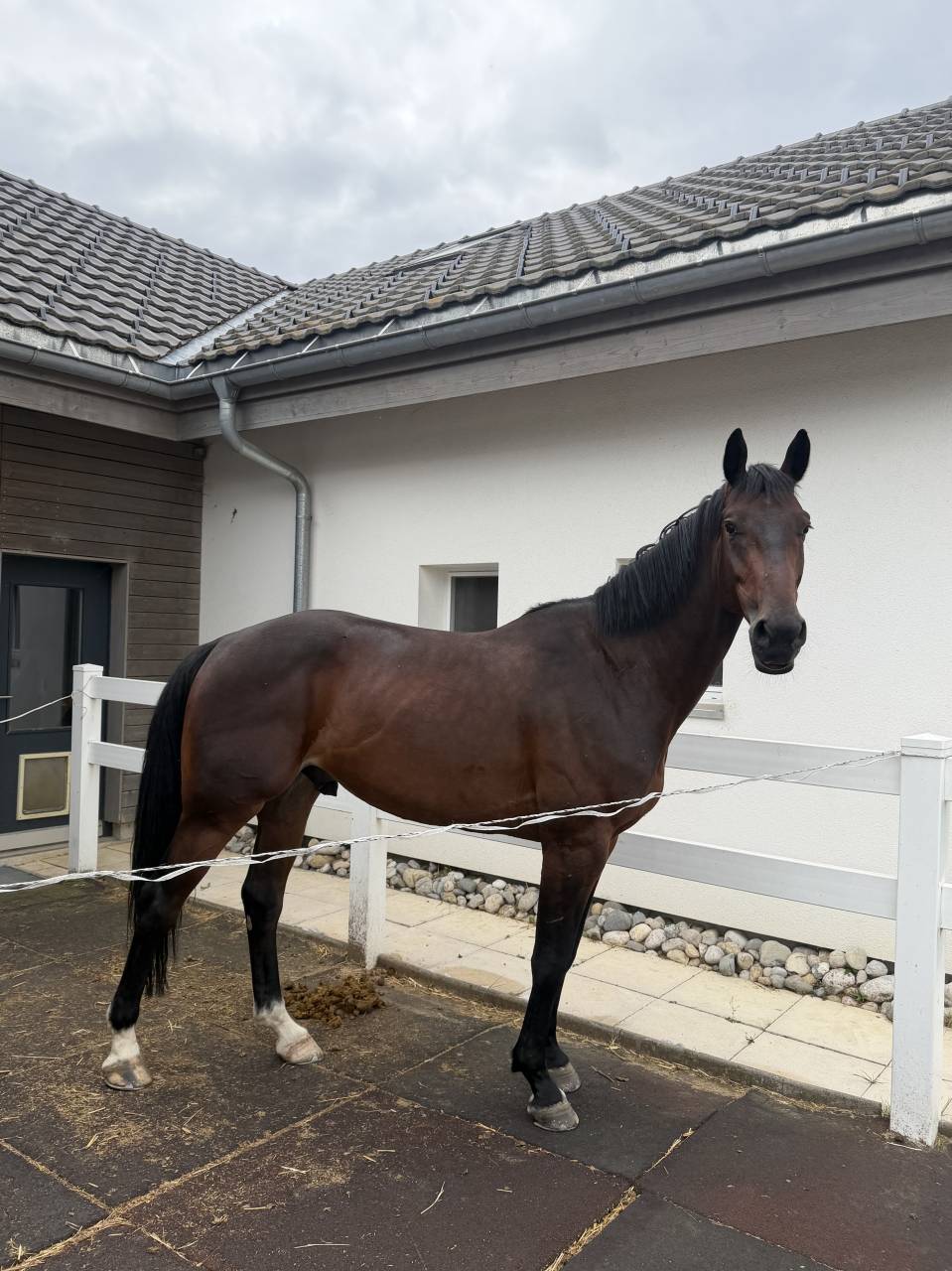 &Agrave; vendre jeune cheval 