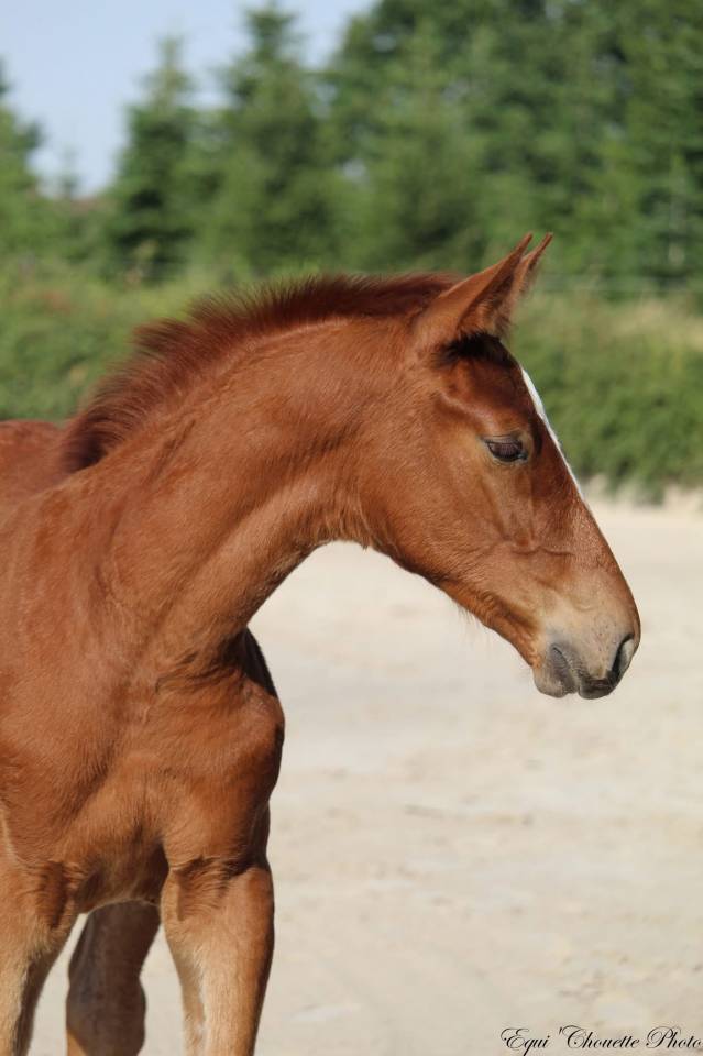 A vendre Foal M&acirc;le Selle fran&ccedil;ais 