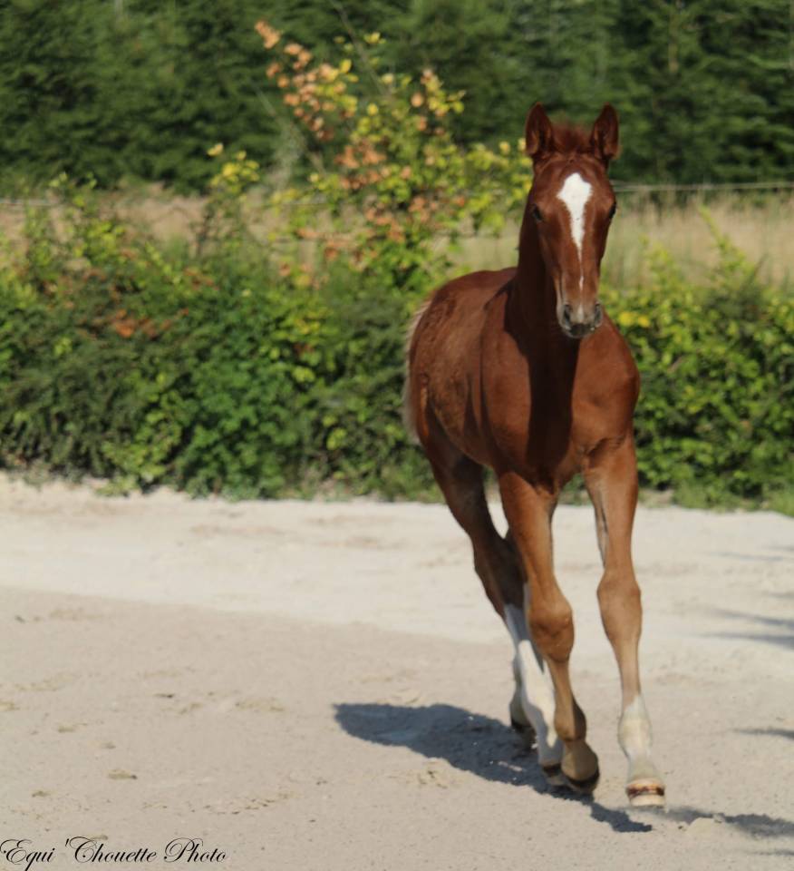 A vendre Foal M&acirc;le Selle fran&ccedil;ais 
