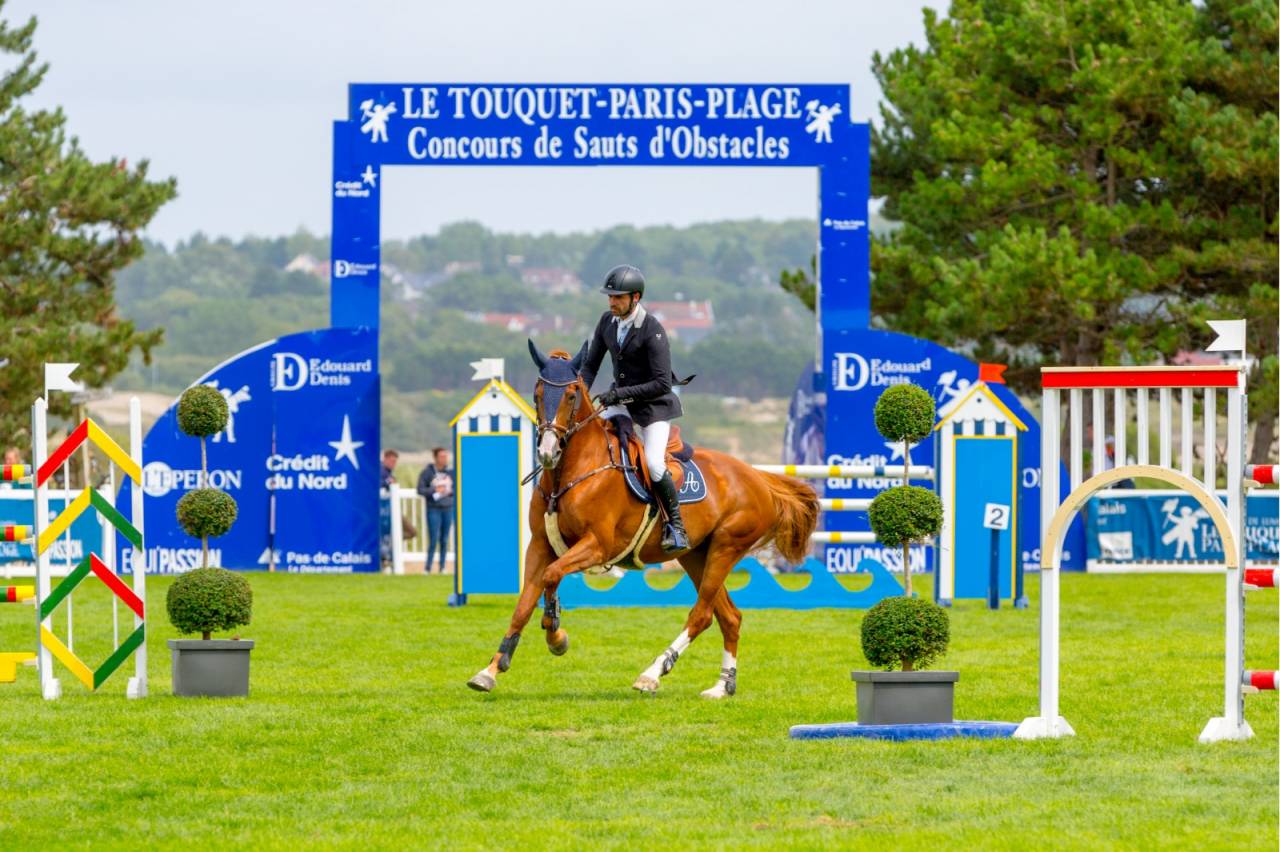 A vendre Poulain Foal M&acirc;le Selle fran&ccedil;ais 