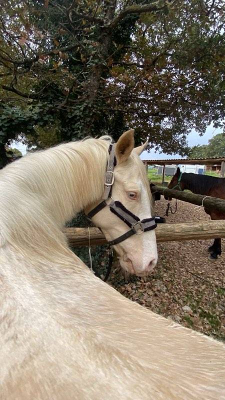A vendre Odin, ongre de 8 ans, 168 cm, onc
