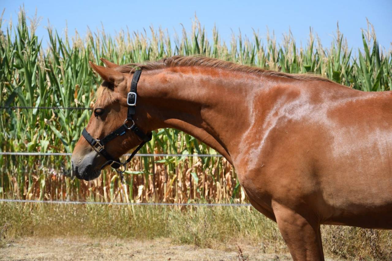 M&acirc;le New Forest 1 an