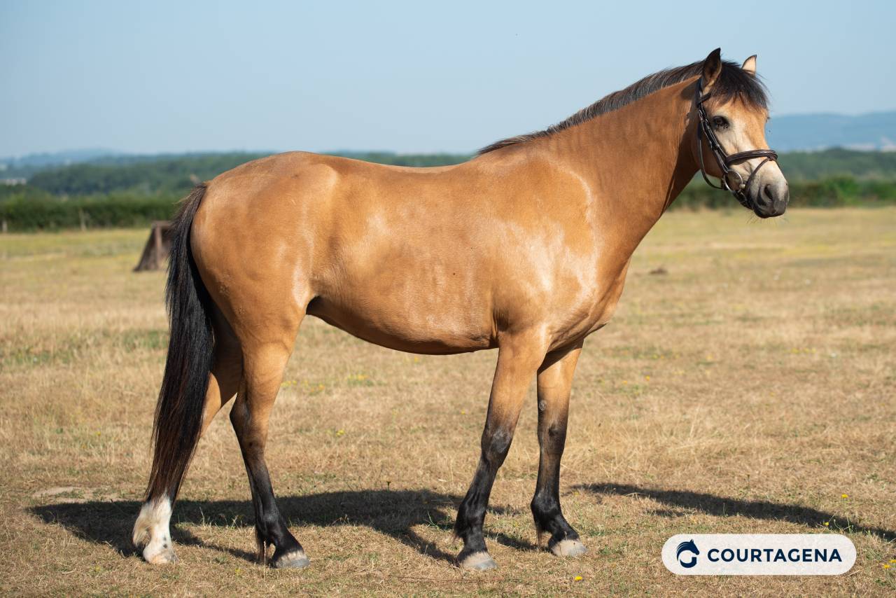 Ponette connemara 6 ans id&eacute;ale enfants