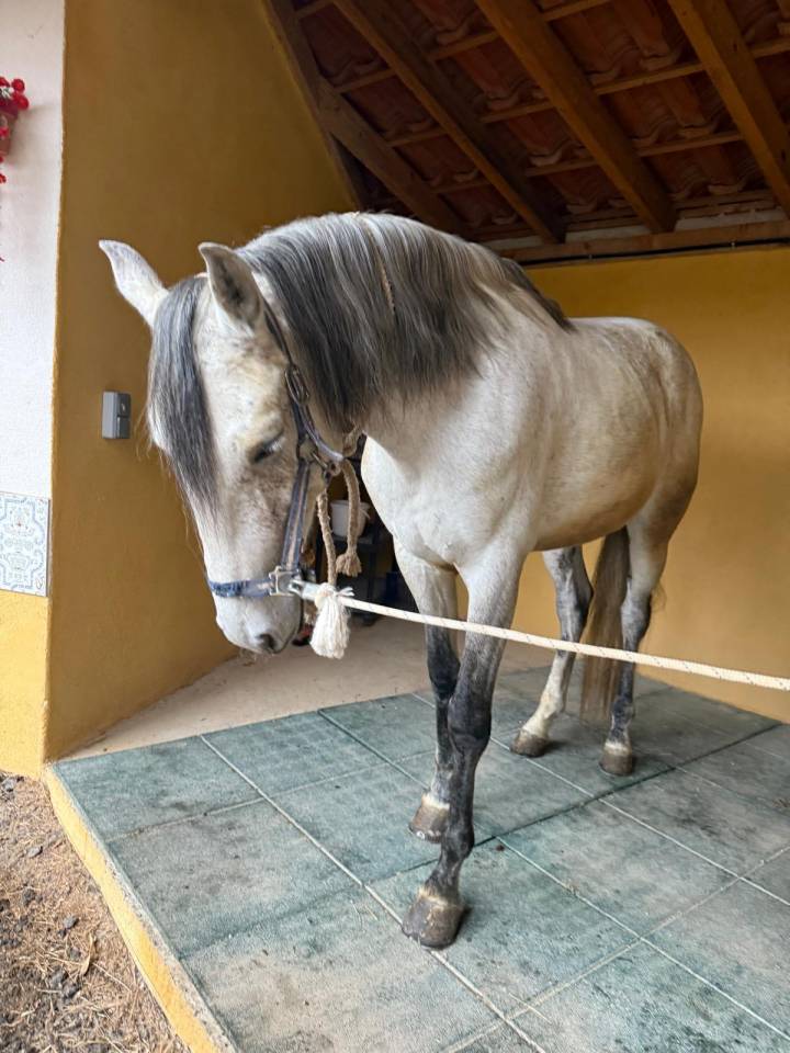 &Agrave; VENDRE &ndash; RAMS&Egrave;S ? Lusitanien &bull; 7 ans &bull; 1,61 m