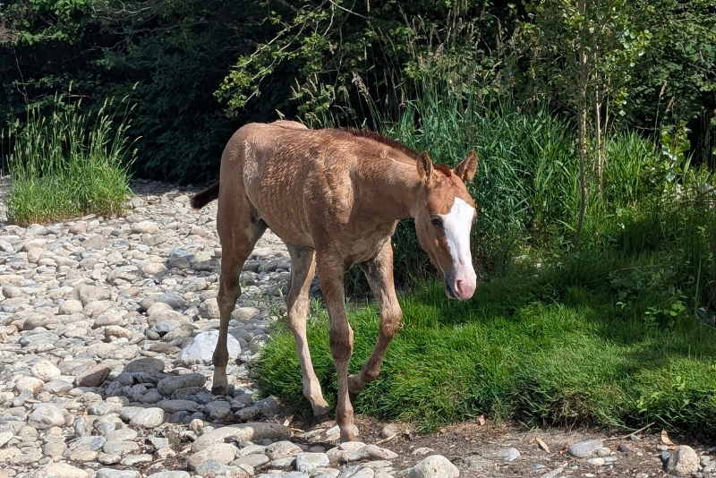 Quody, poulain Quarter Horse n&eacute; en 2026