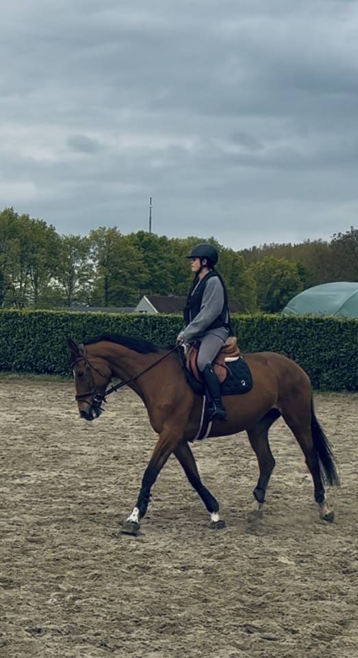 Tr&egrave;s jolie jument selle fran&ccedil;ais 14 ans 