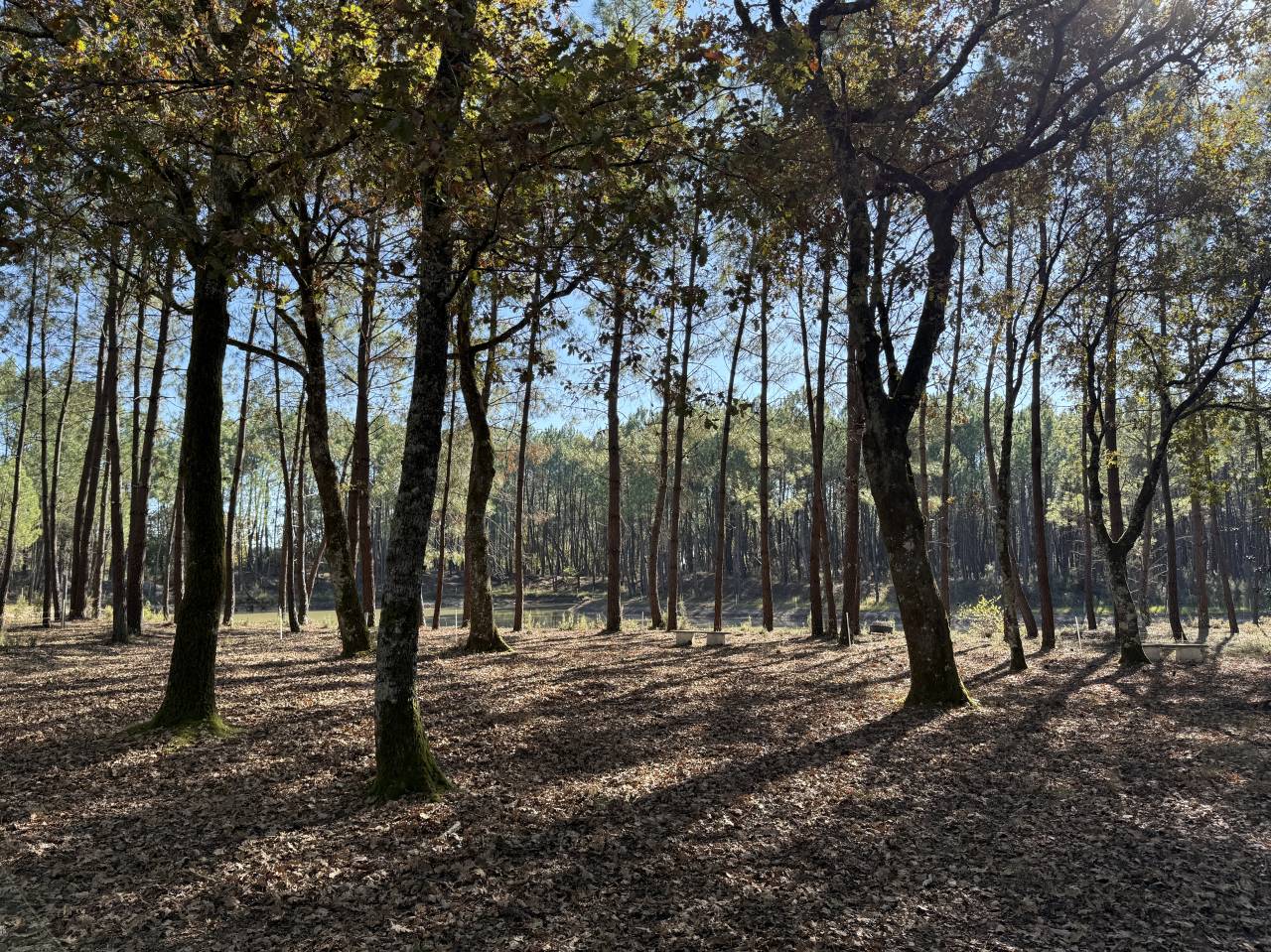 Sur 15 hectares bois&eacute;s et clos, proche Bordeaux