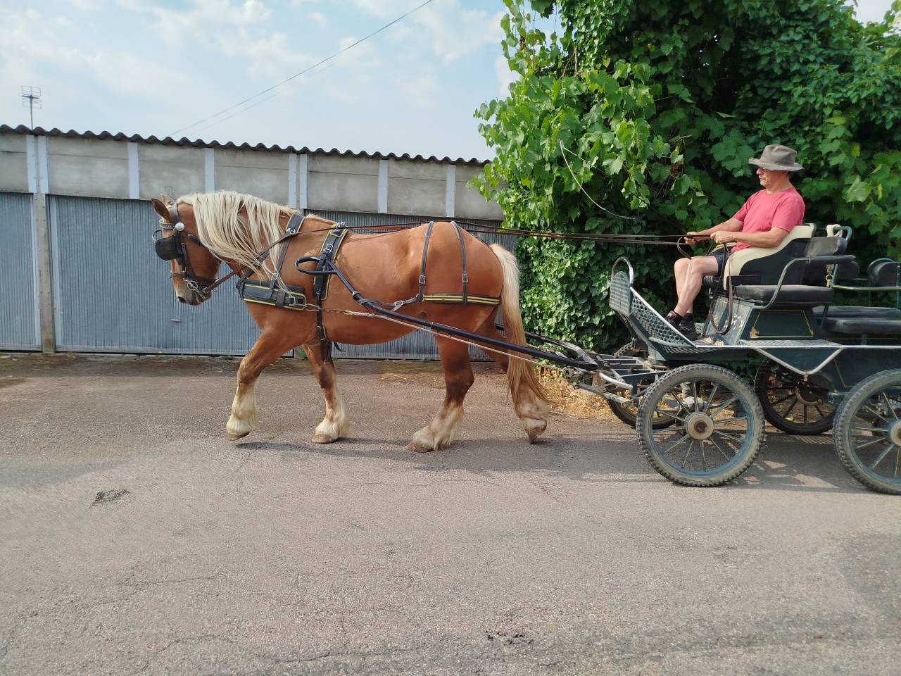 Martin, Cheval Hongre Comtois