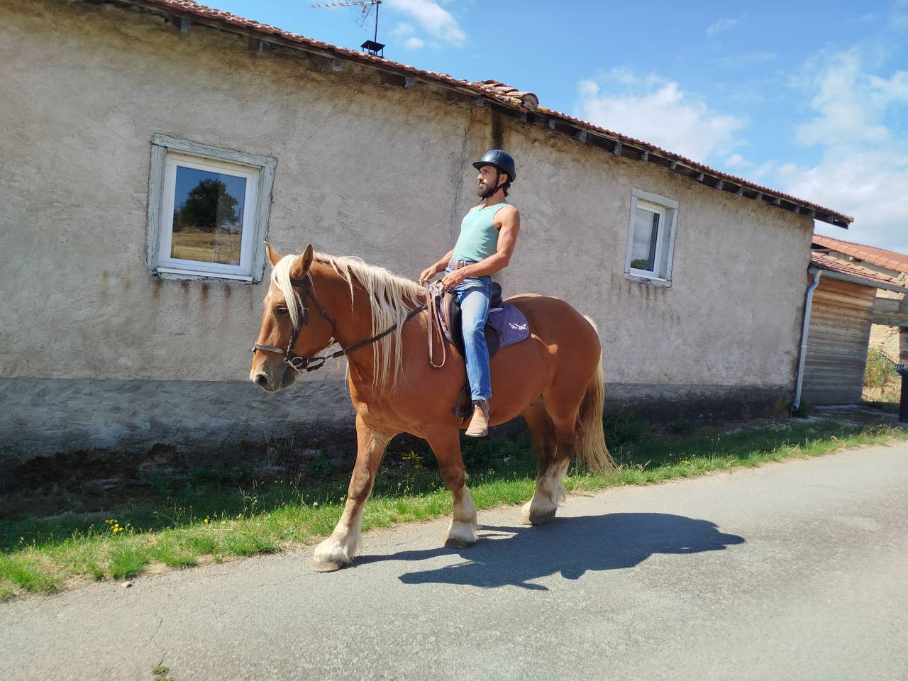 Martin, Cheval Hongre Comtois